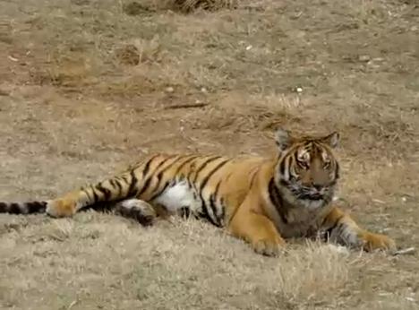 South China Tiger